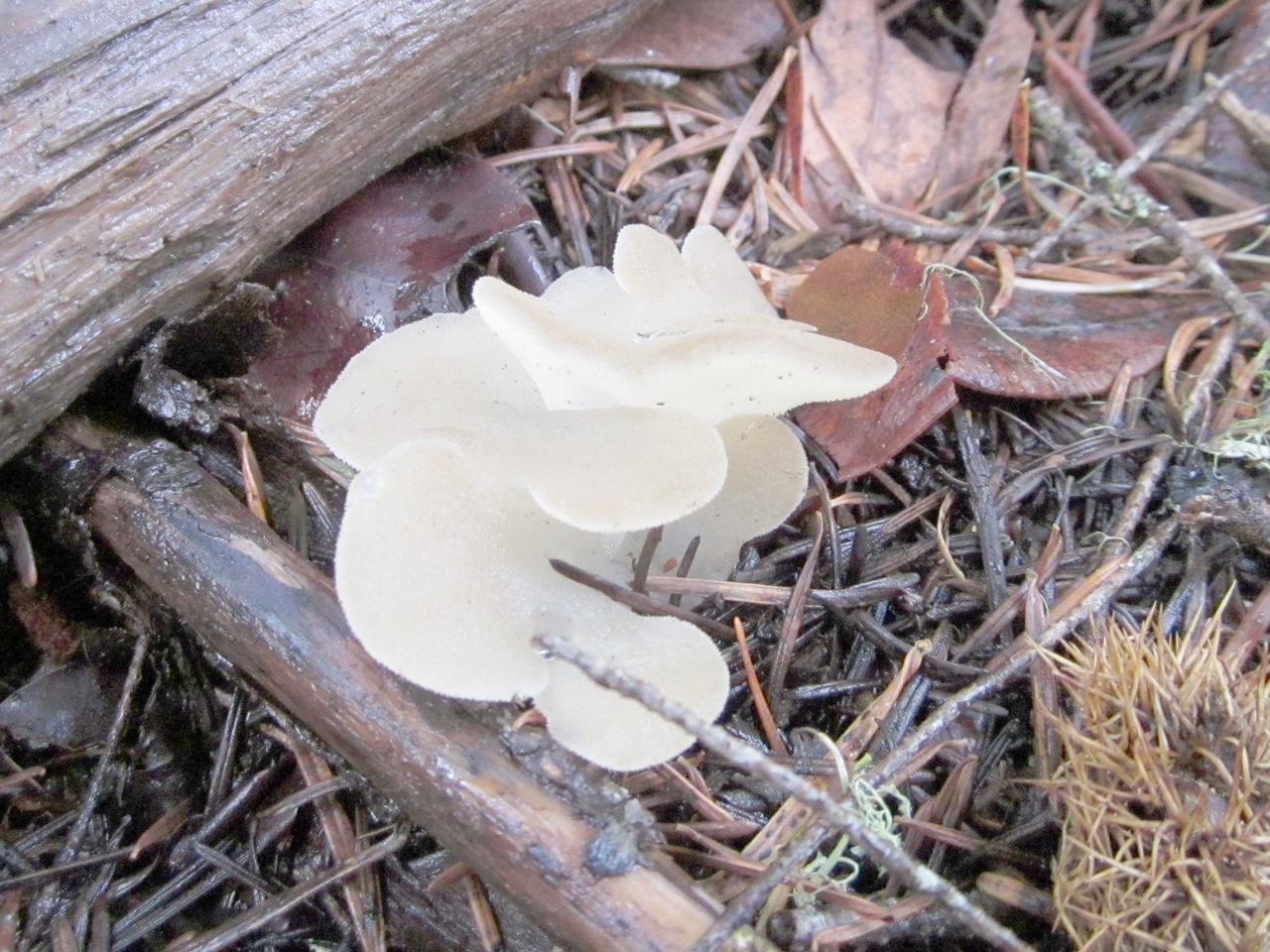 Observation mo-90395, Pseudohydnum gelatinosum