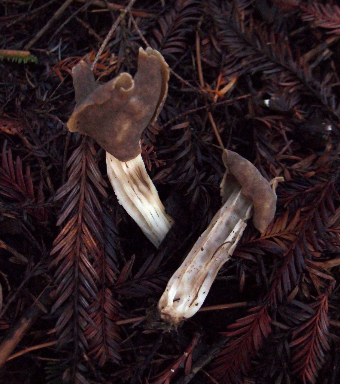 Observation mo-90755, Helvella maculata