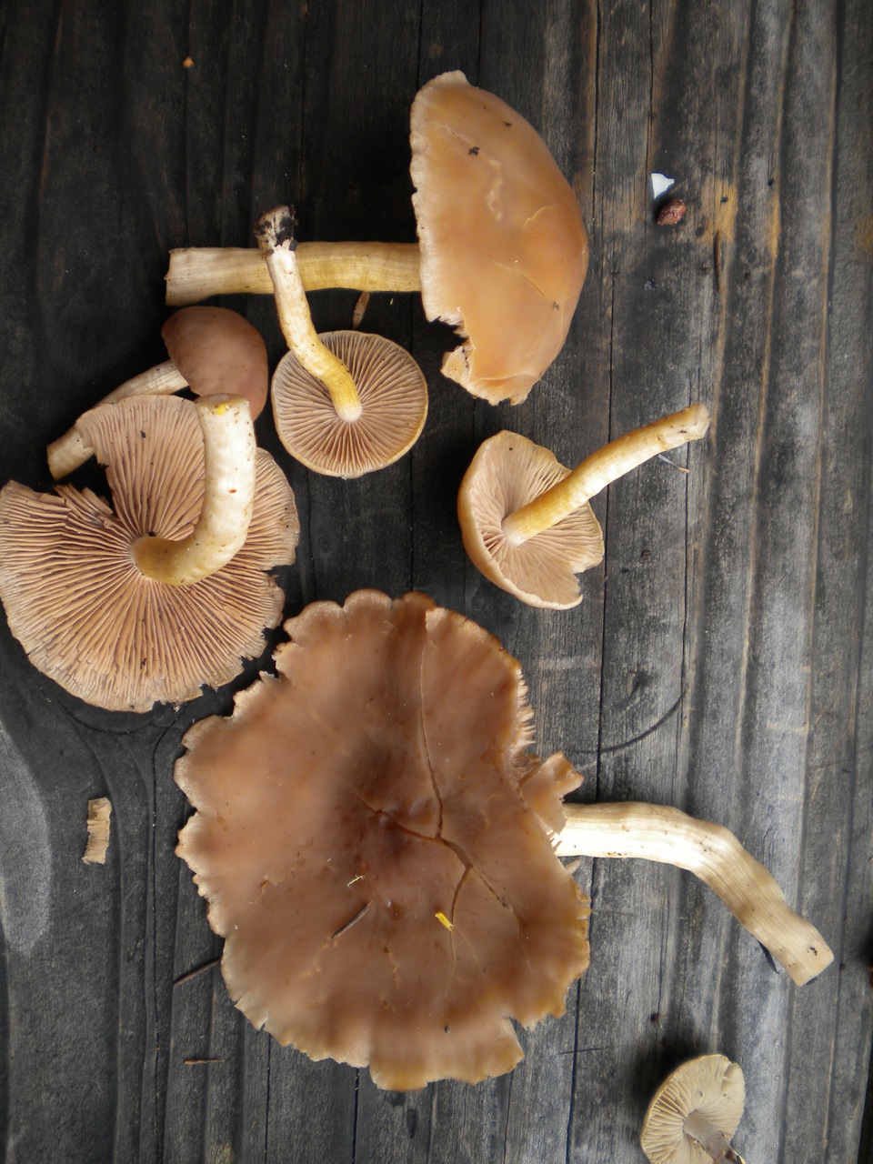Observation mo-91061, Psathyrella spadicea