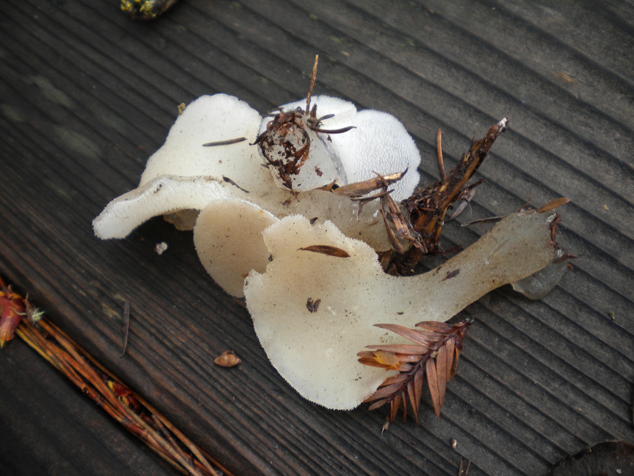 Observation mo-91068, Pseudohydnum gelatinosum