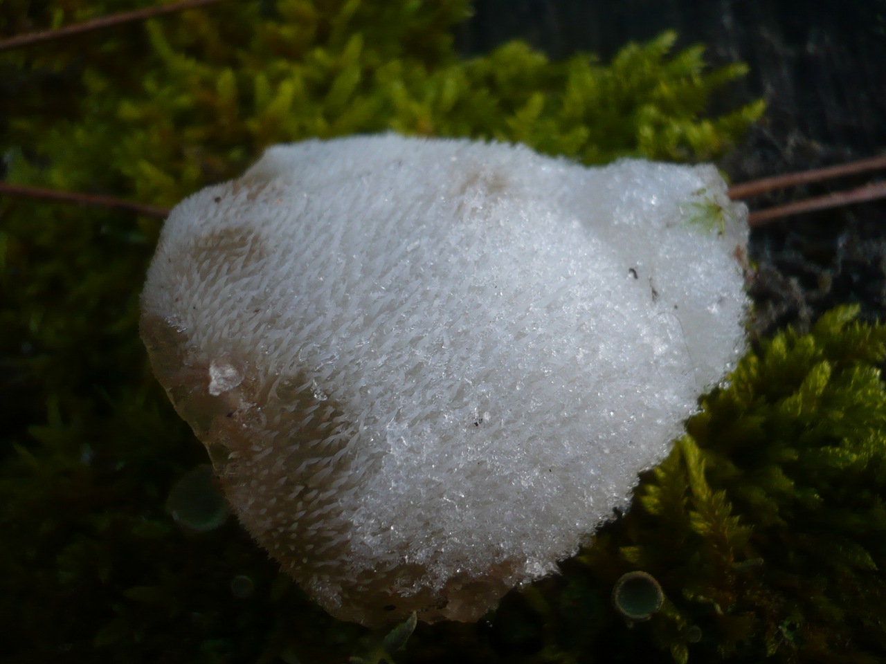 Observation mo-91274, Pseudohydnum gelatinosum