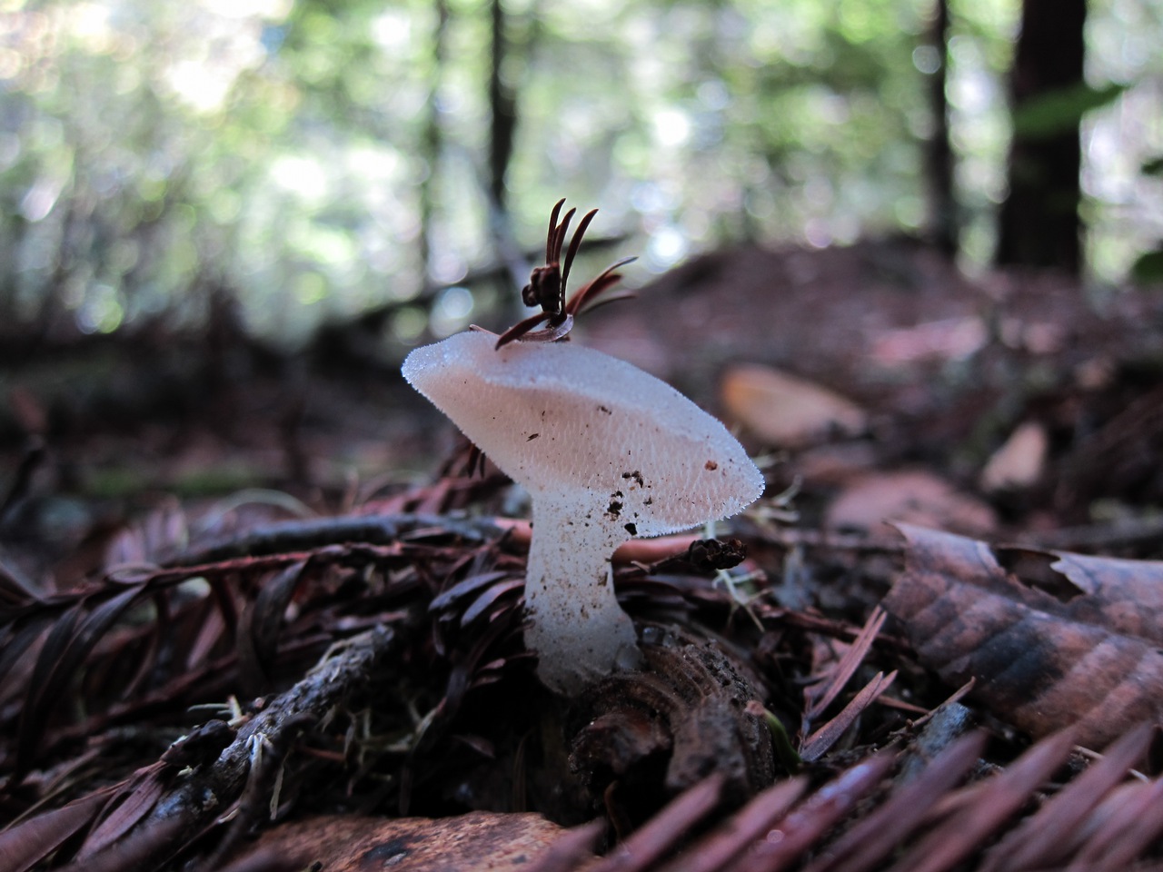 Observation mo-91361, Pseudohydnum gelatinosum