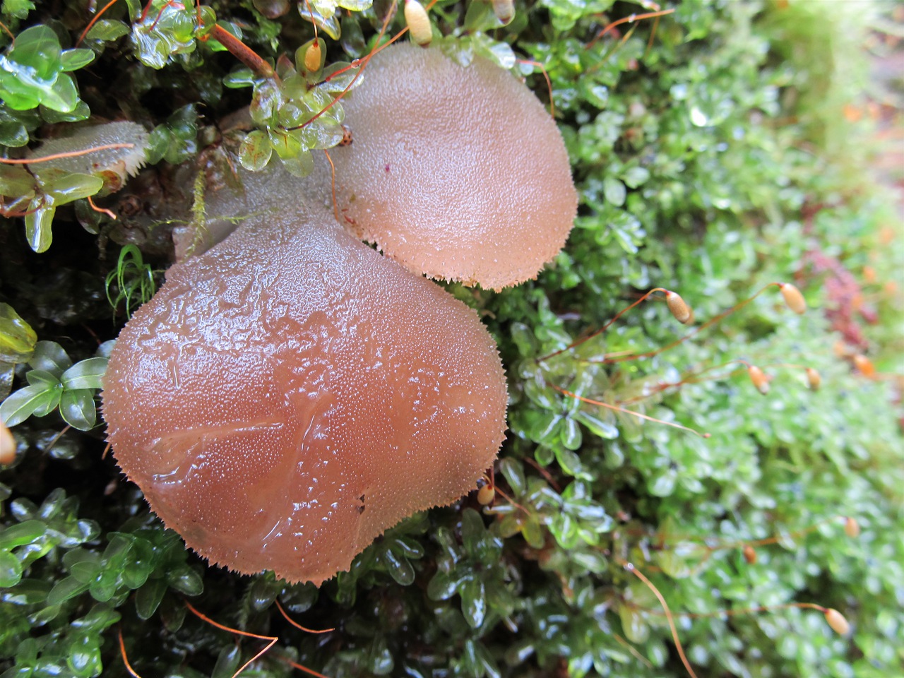 Observation mo-91465, Pseudohydnum gelatinosum