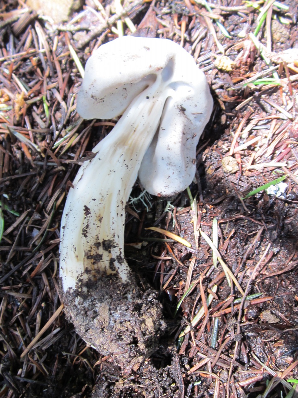 Observation mo-92788, Helvella maculata