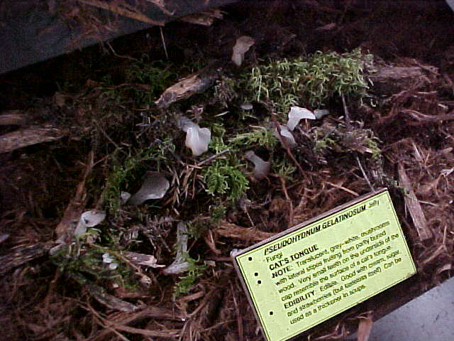 Observation mo-9305, Pseudohydnum gelatinosum