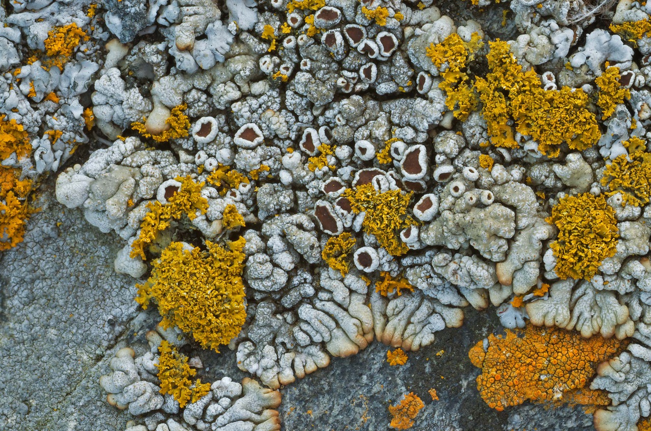 Observation mo-96028, Lecanora straminea