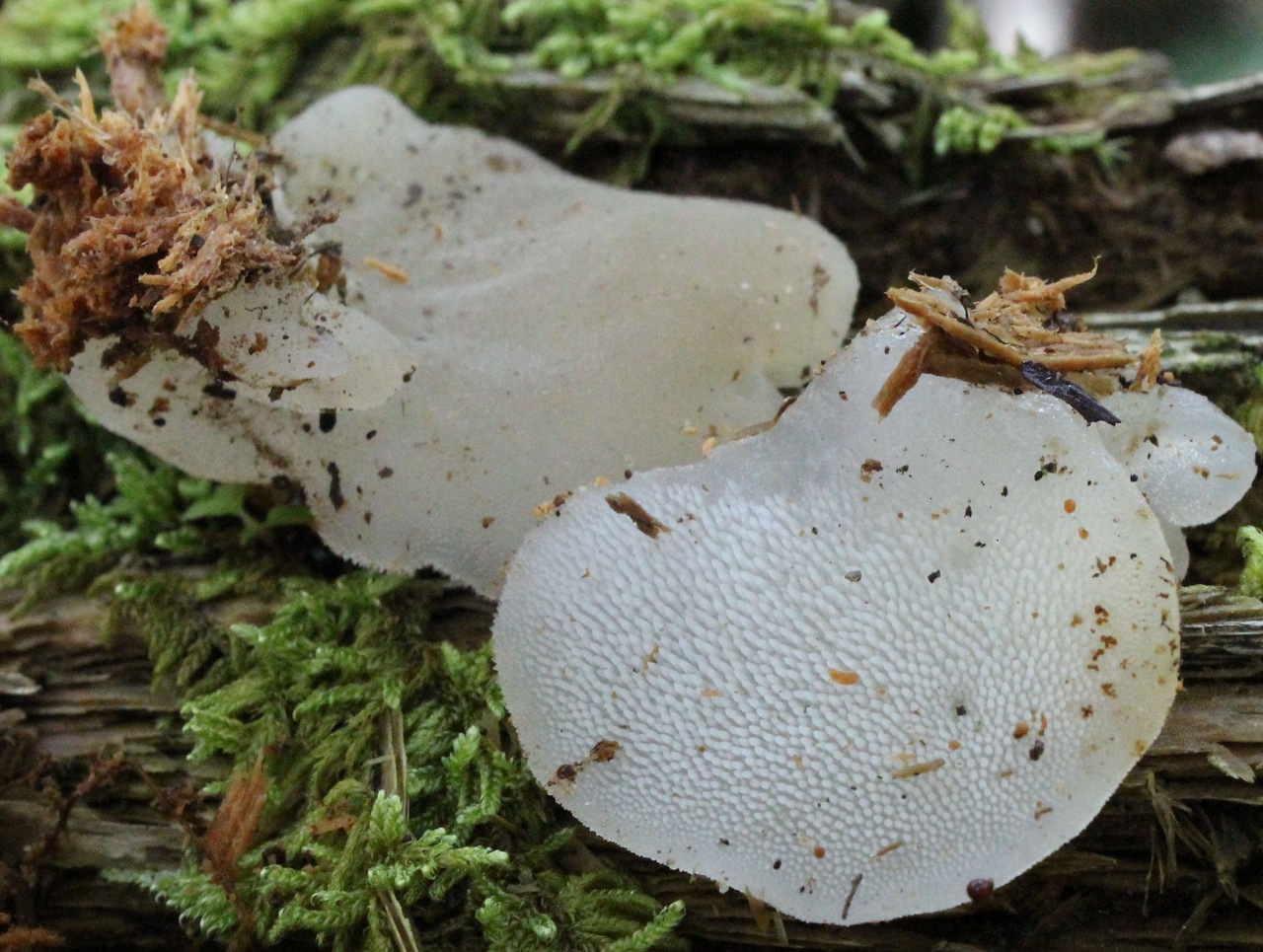 Observation mo-96170, Pseudohydnum gelatinosum