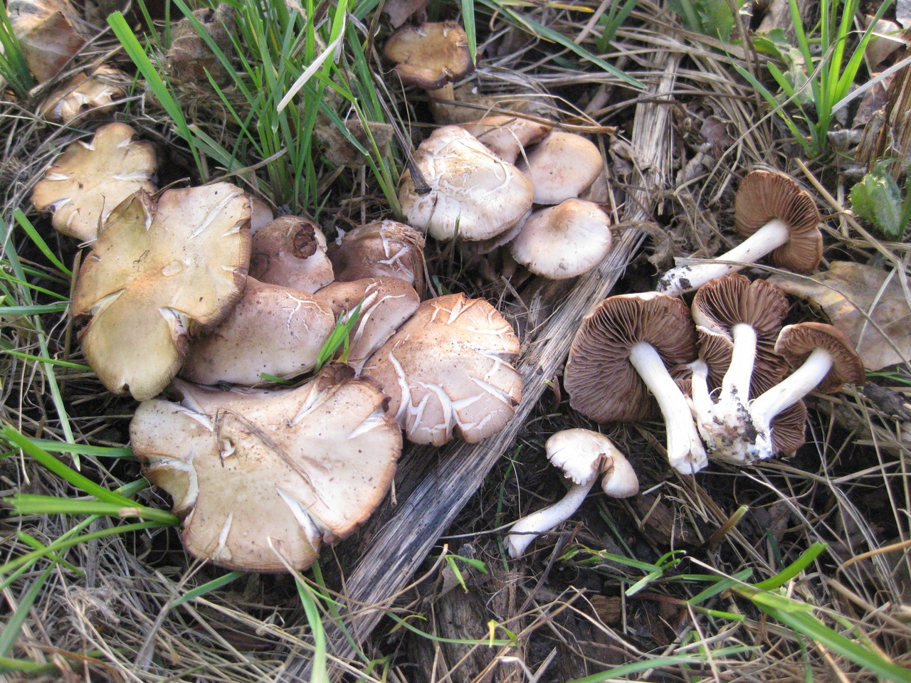 Observation mo-96197, Psathyrella spadicea