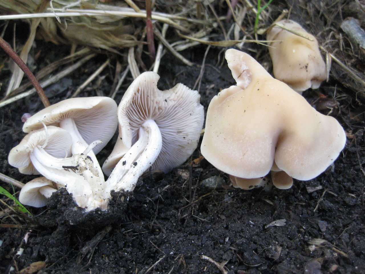 Observation mo-96203, Psathyrella spadicea