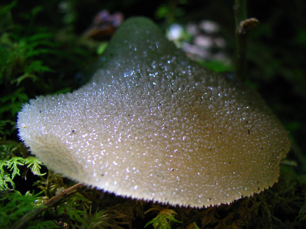 Observation mo-9806, Pseudohydnum gelatinosum