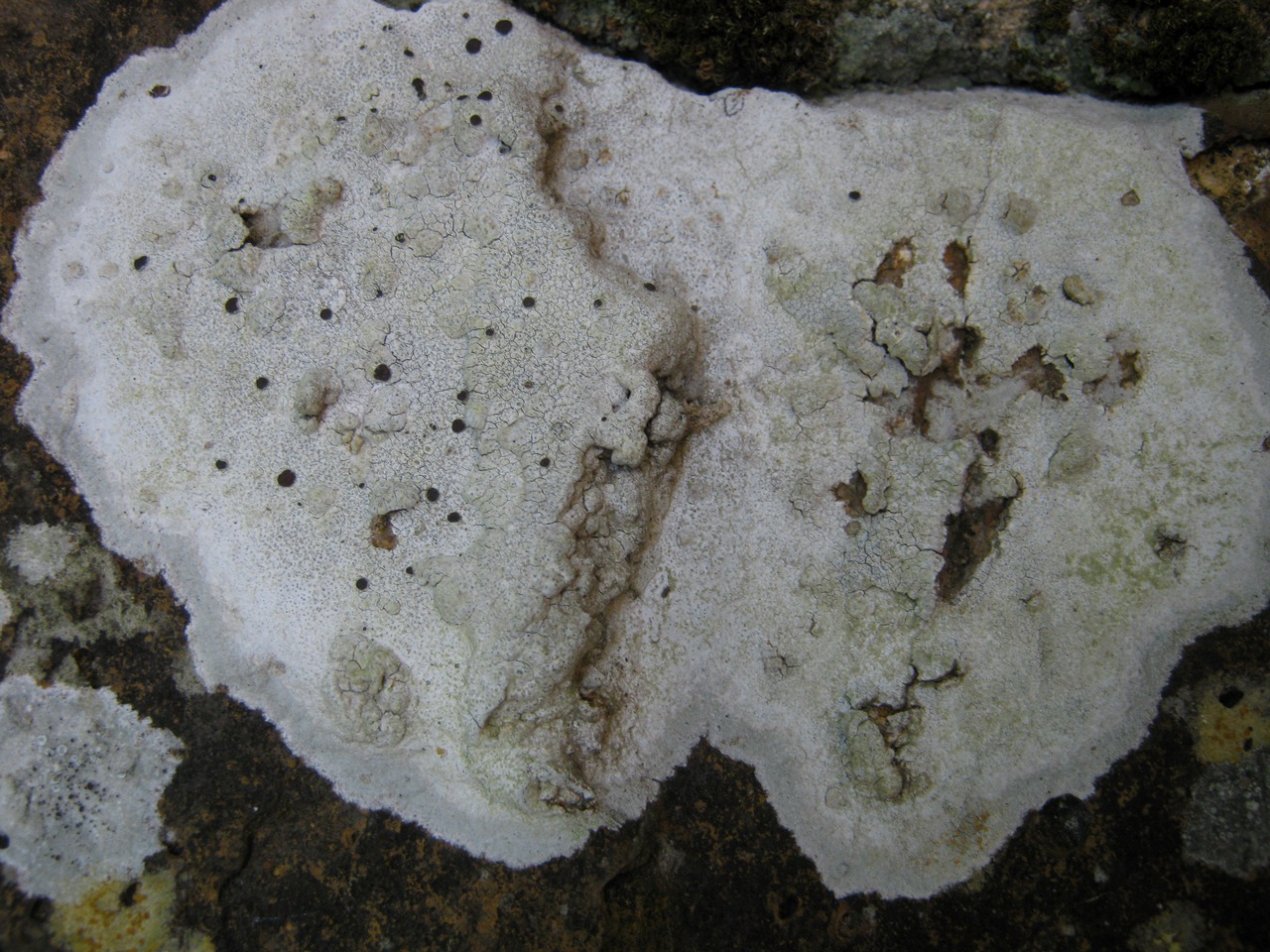 Observation mo-98547, Lecanora marginata